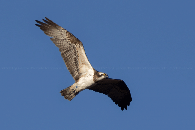 Falco pescatore