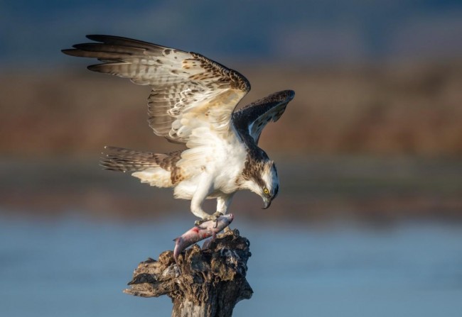 Falco pescatore, Cabras