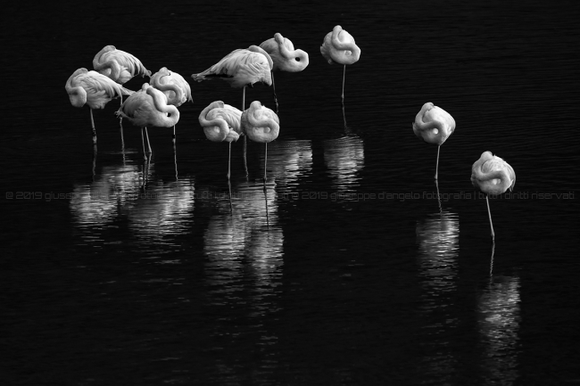 Fenicotteri, Oasi WWF di Orbetello