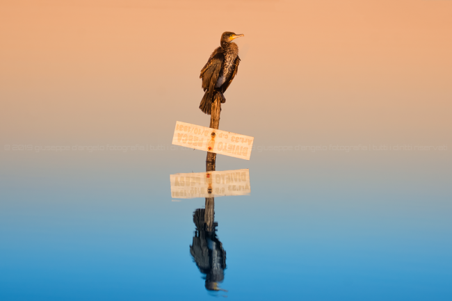 Cormorano