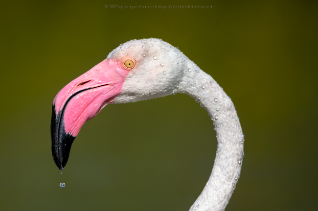 Fenicottero, Camargue 2021