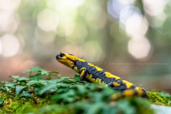 Salamandra pezzata