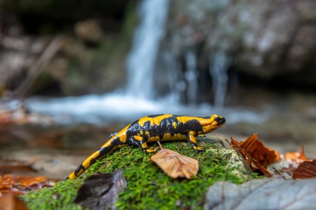 Salamandra, Campania
