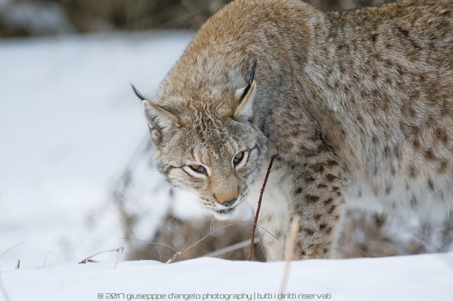 Lince