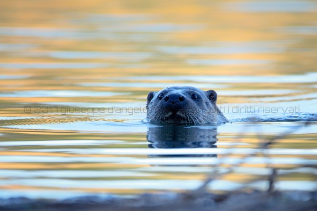 Lontra