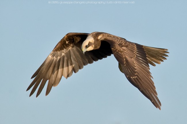 Falco di palude
