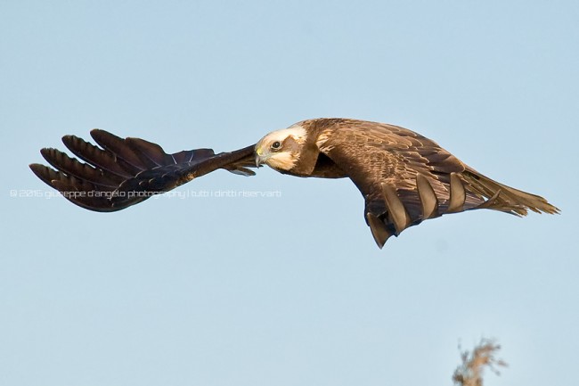 Falco di palude